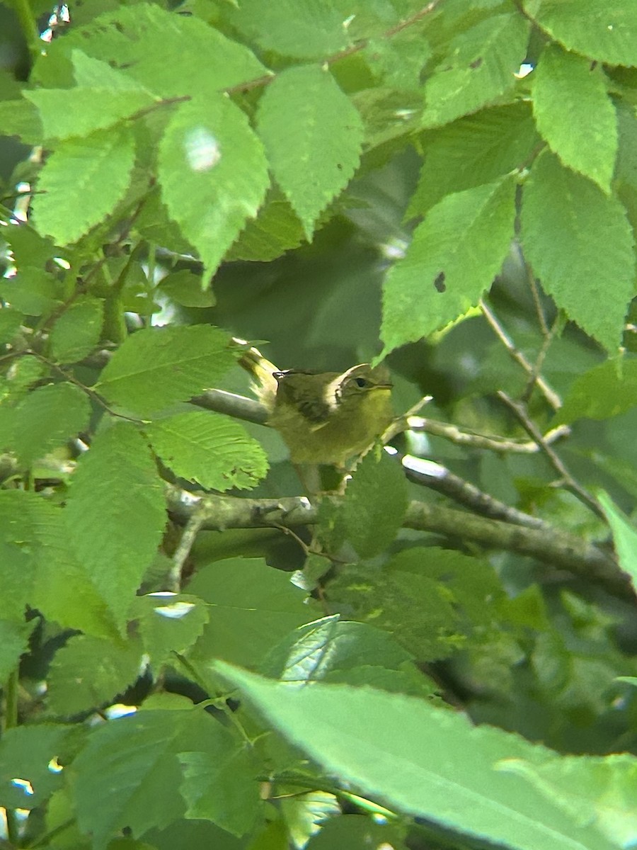 Жовтогорлик північний - ML637986317