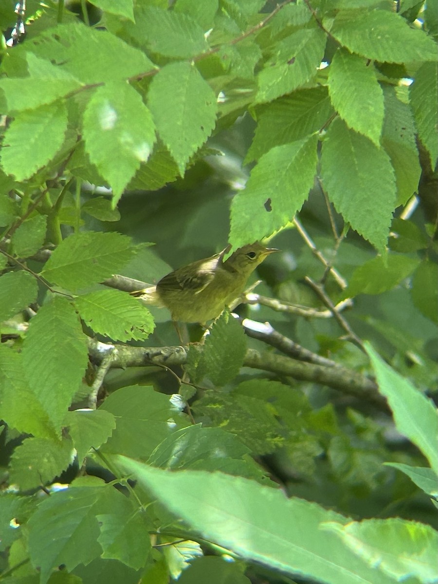 Жовтогорлик північний - ML637986318