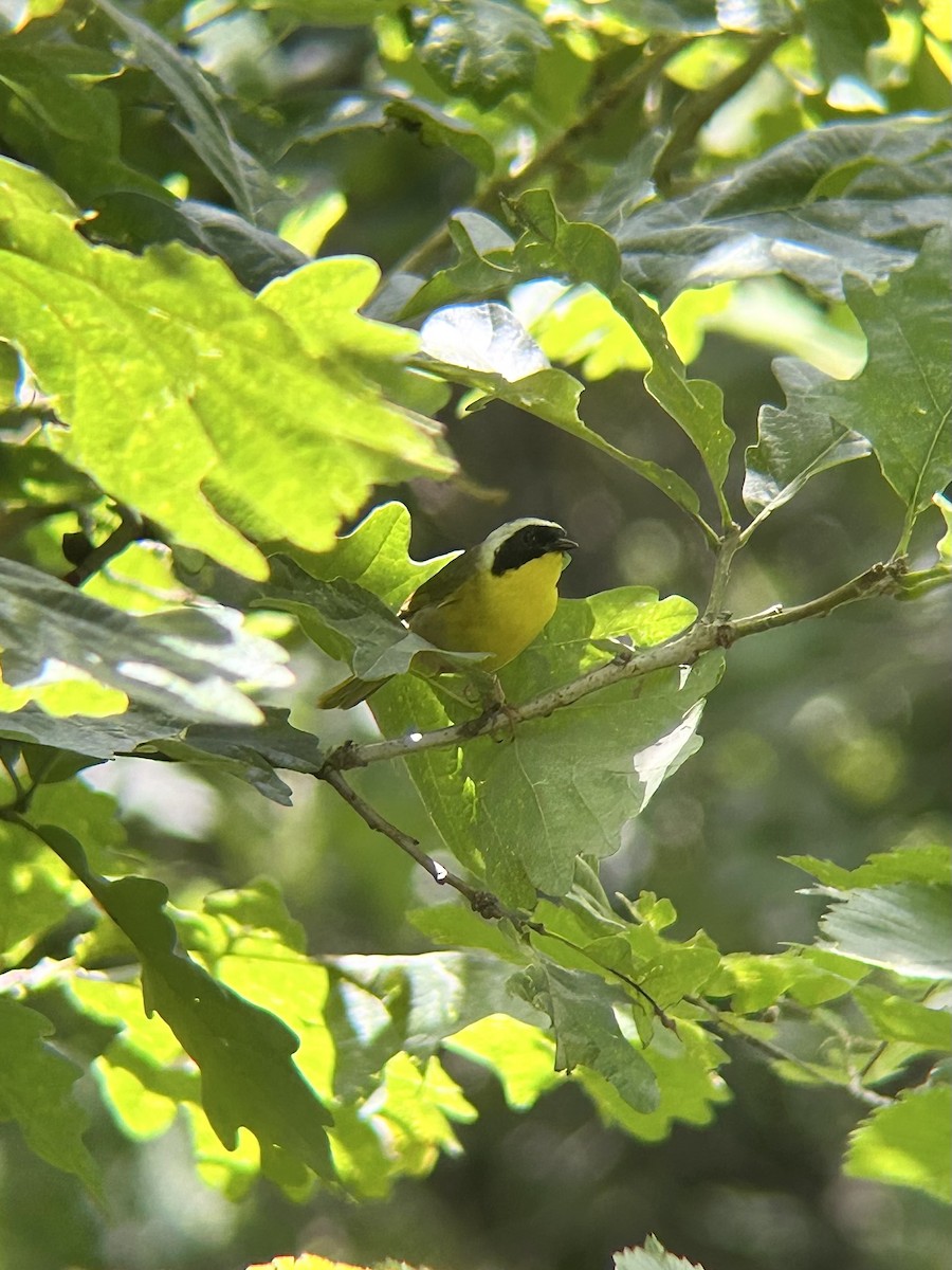 Жовтогорлик північний - ML637986319