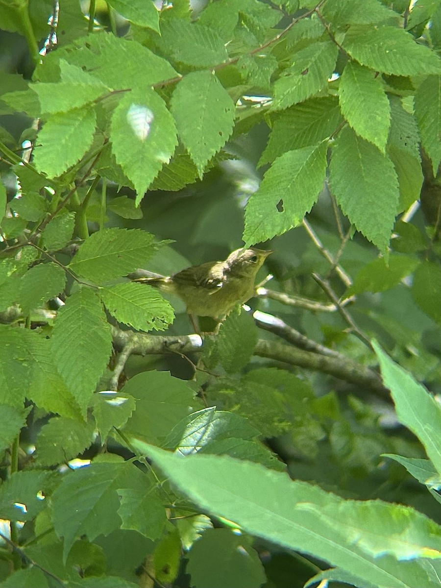 Жовтогорлик північний - ML637986320