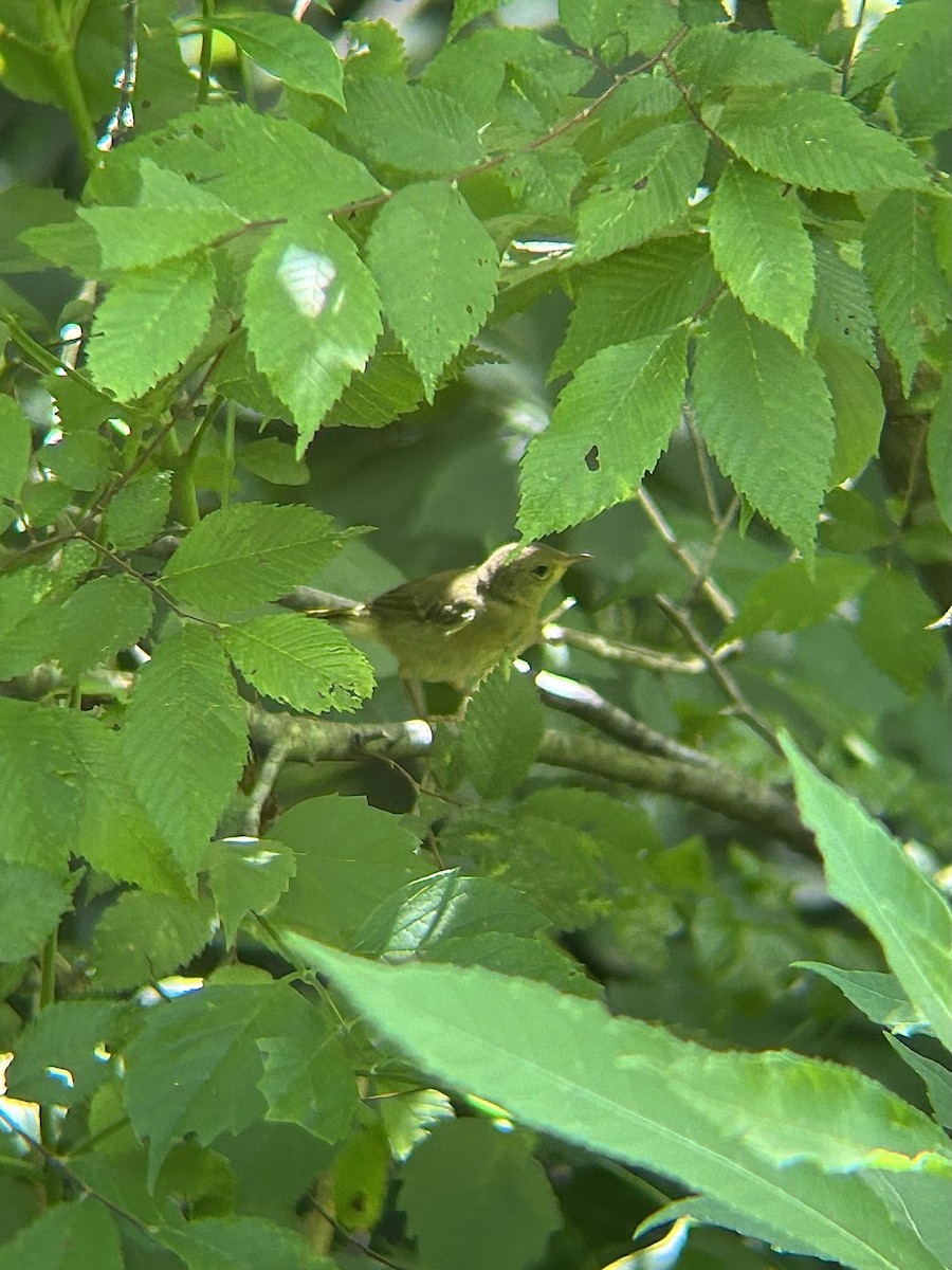 Жовтогорлик північний - ML637986321