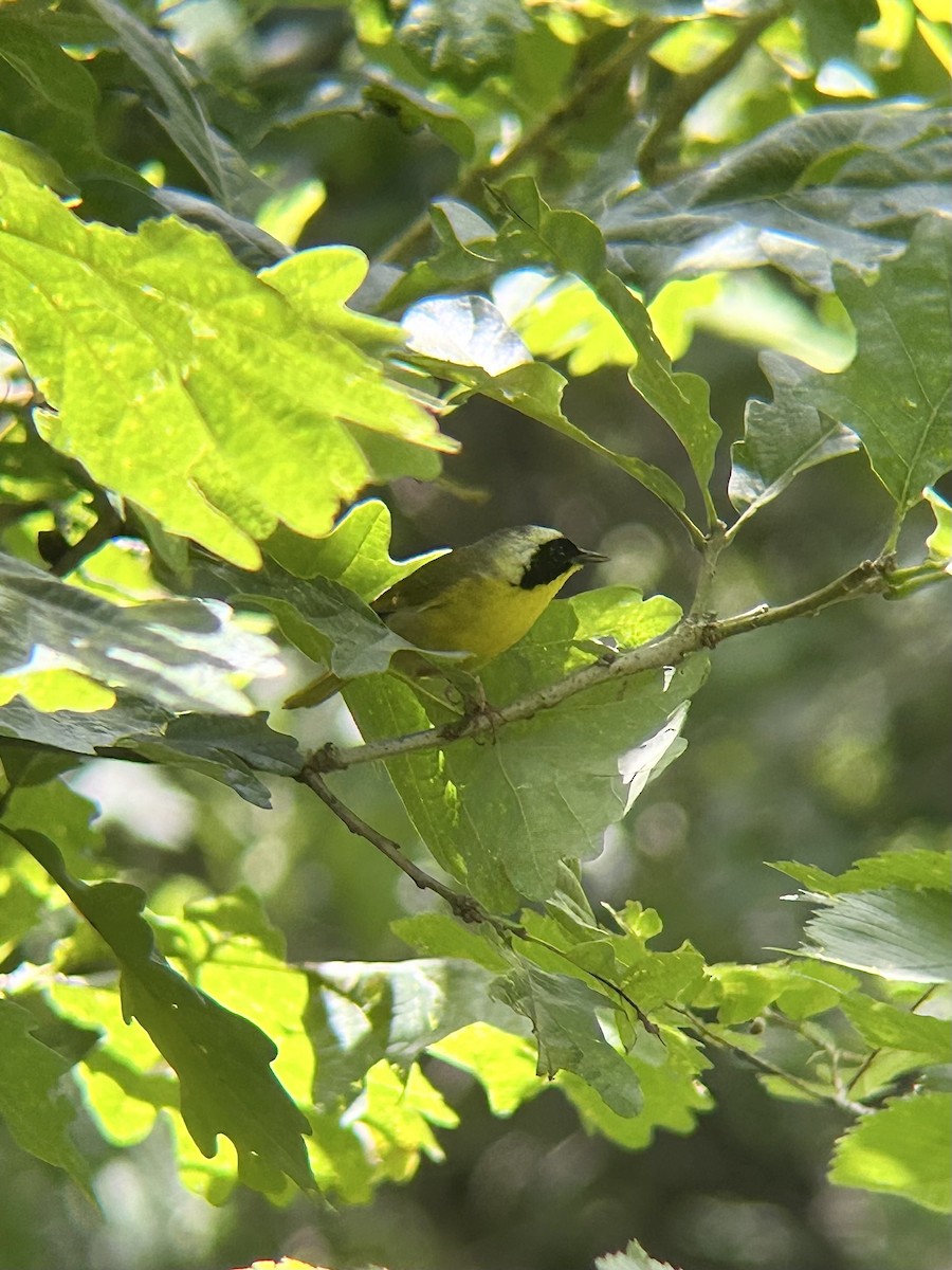 Жовтогорлик північний - ML637986322