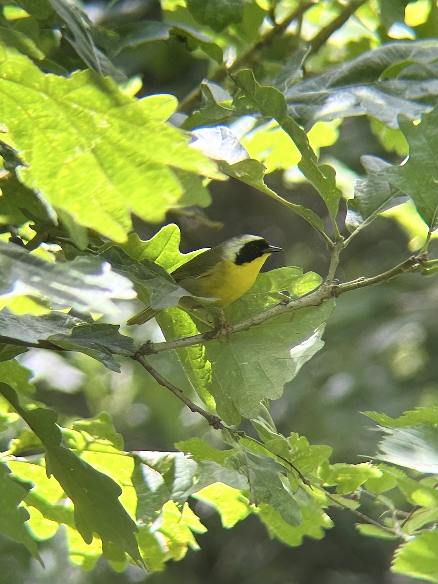 Жовтогорлик північний - ML637986323