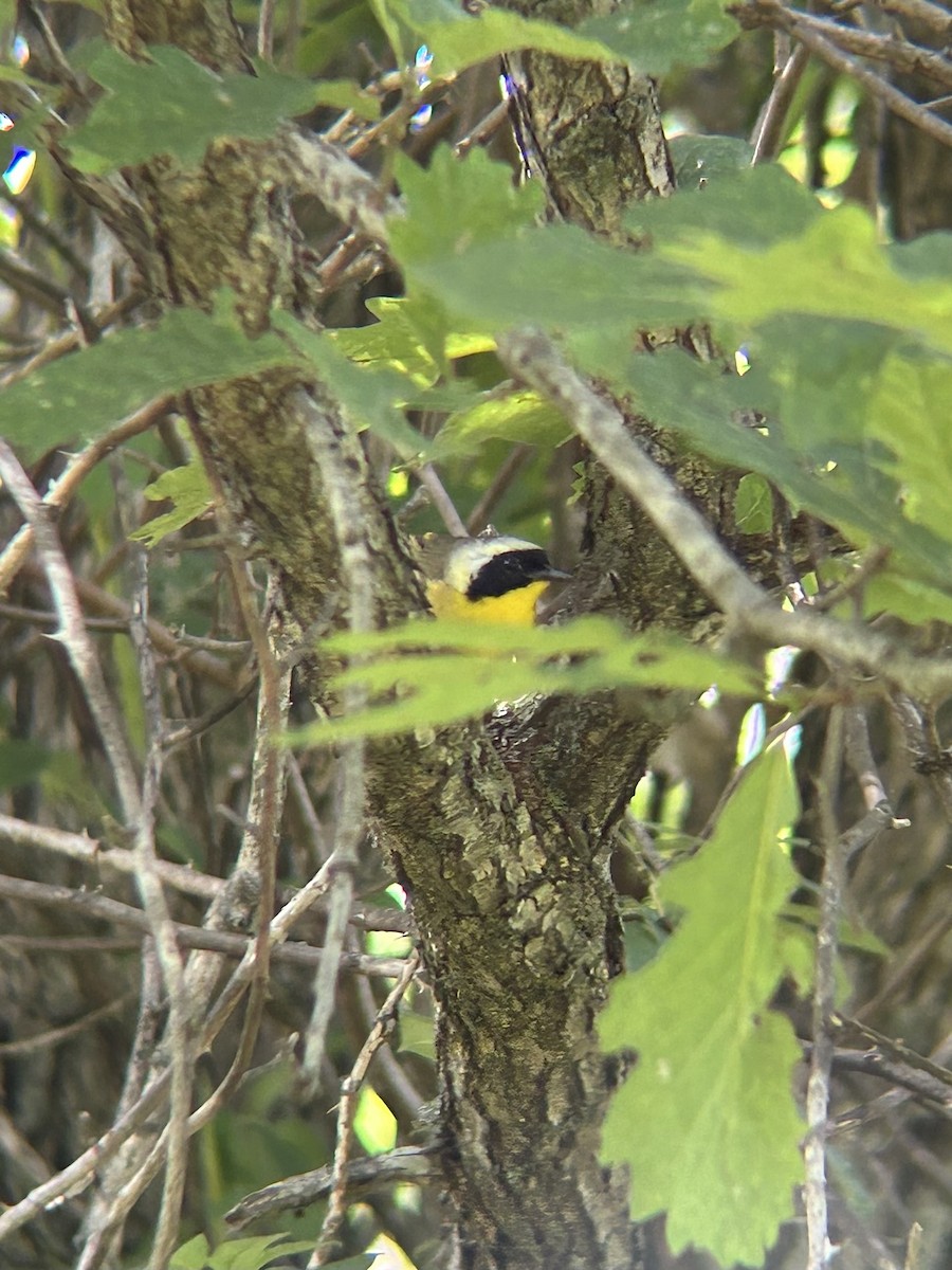 Жовтогорлик північний - ML637986324