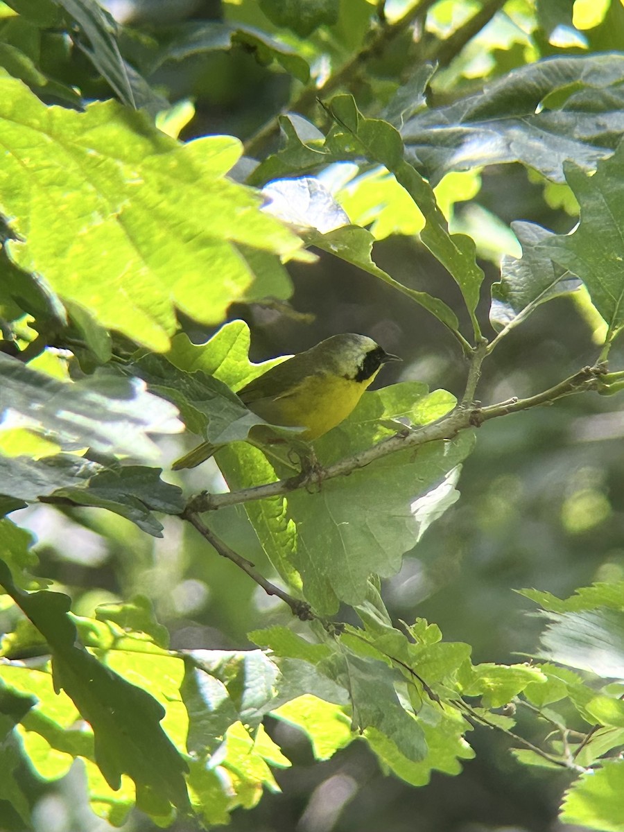 Жовтогорлик північний - ML637986326