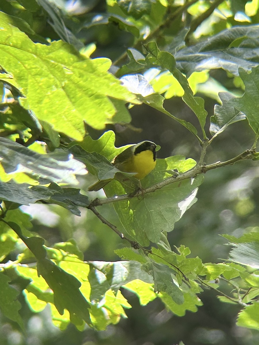 Жовтогорлик північний - ML637986327