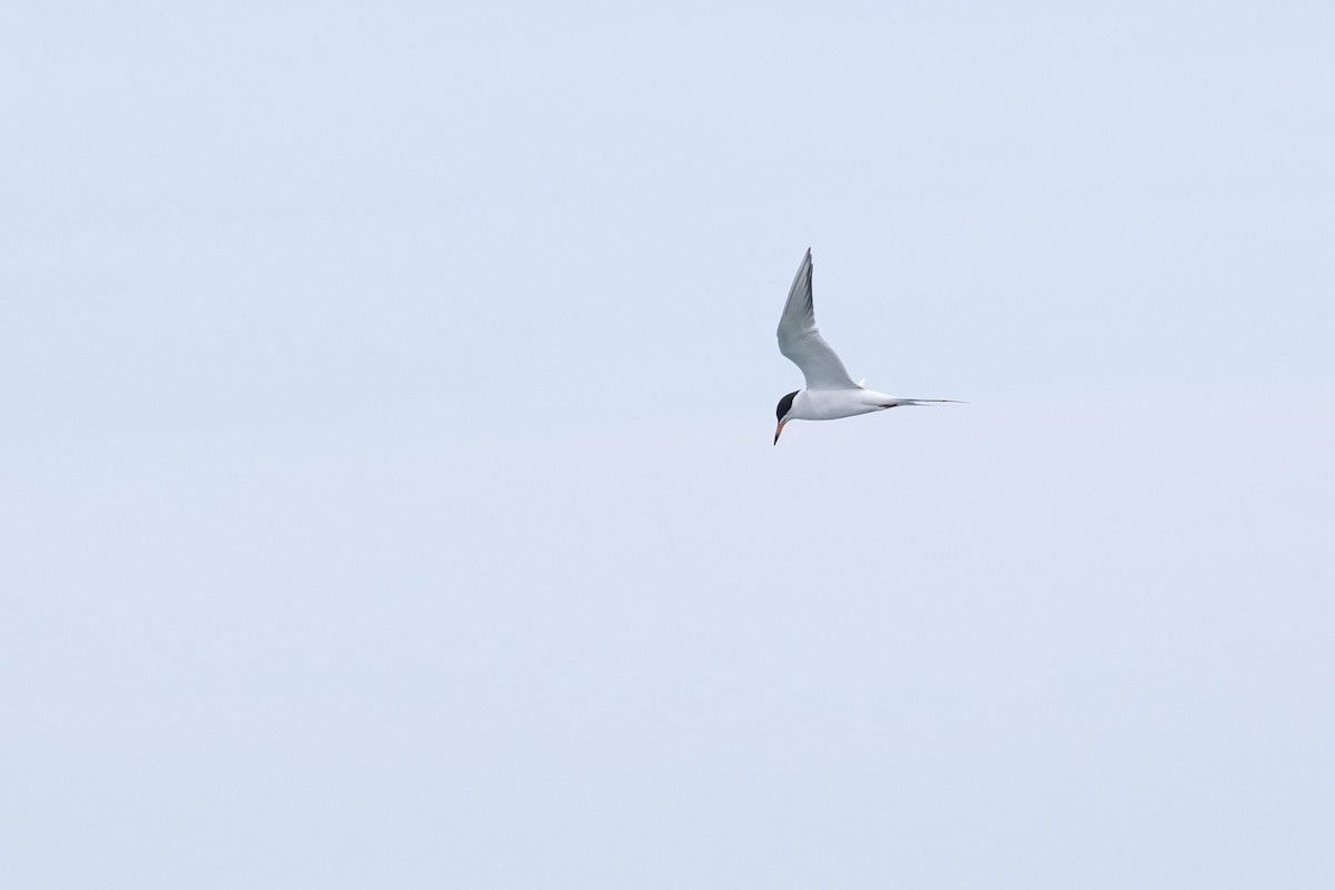Forster's Tern - ML637986346