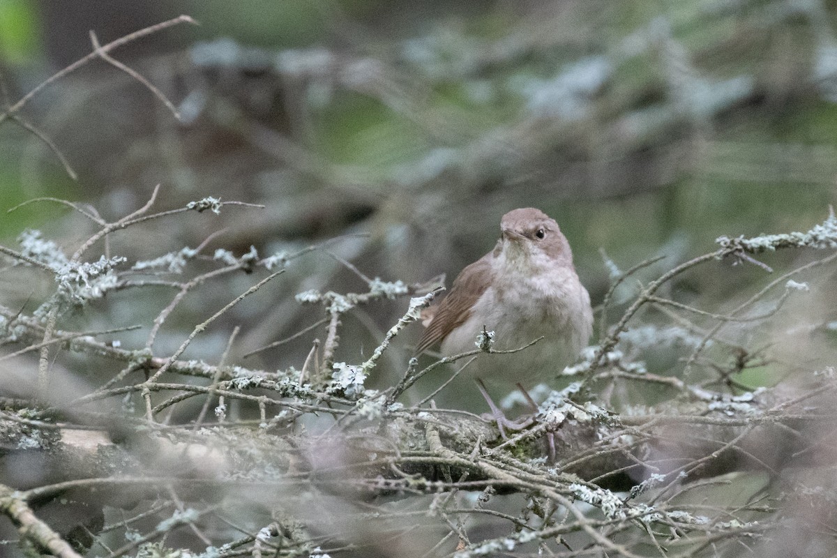 Thrush Nightingale - ML637986425