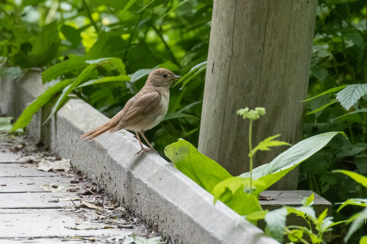 Thrush Nightingale - ML637986426