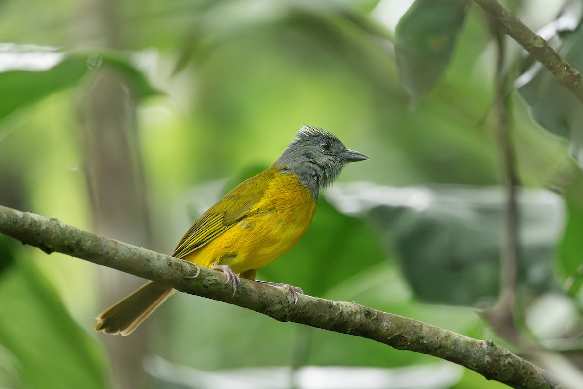 Gray-headed Tanager - ML637986460