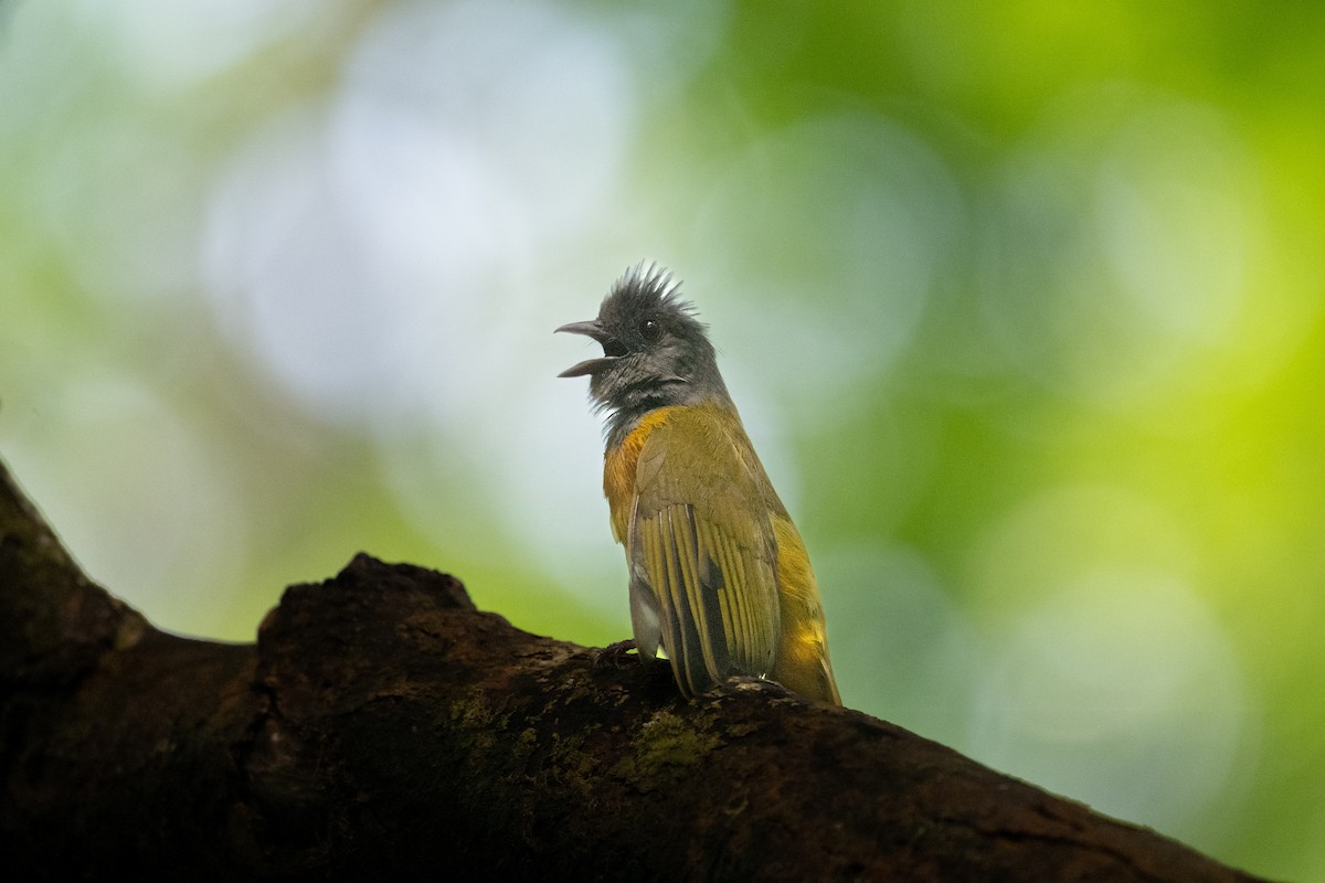 Gray-headed Tanager - ML637986461