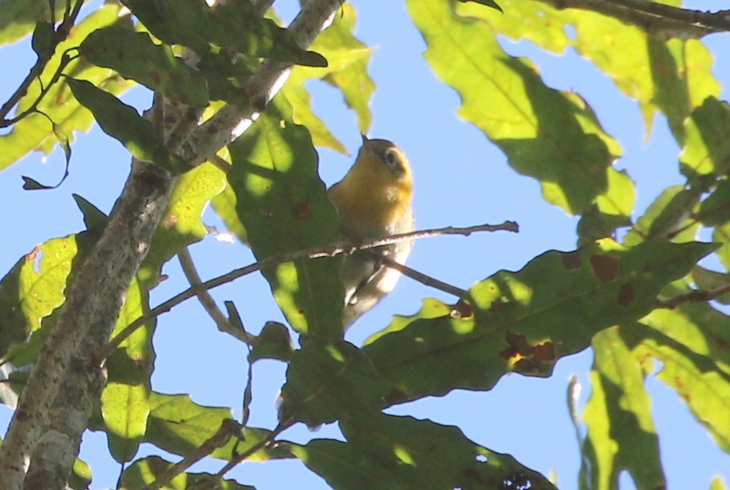 Olive Warbler - ML637986467