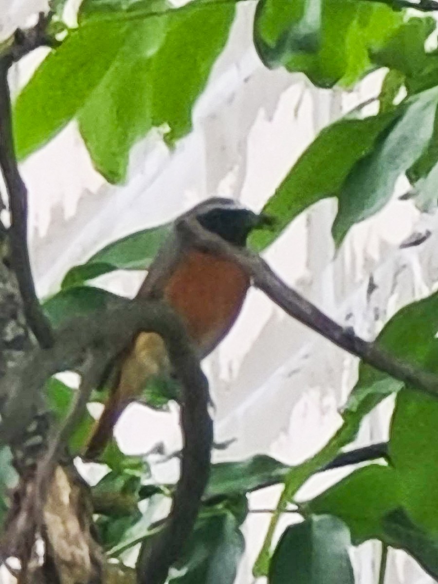 シロビタイジョウビタキ - ML637986497