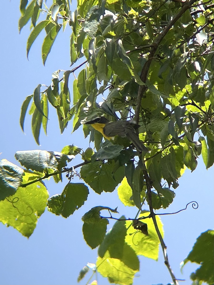 Іктерія - ML637986614