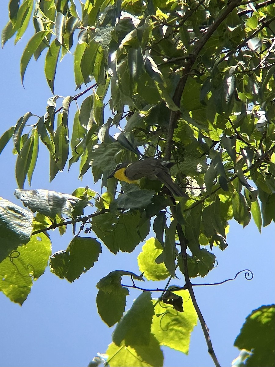 Іктерія - ML637986615