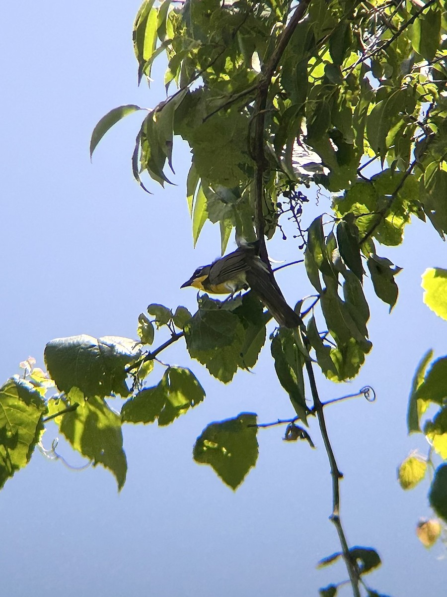 Іктерія - ML637986616