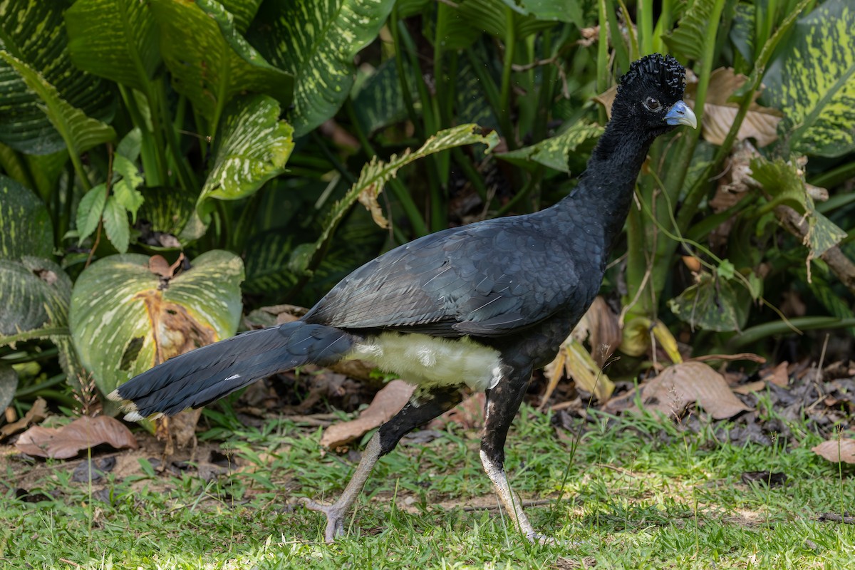 Blaulappenhokko - ML637986628