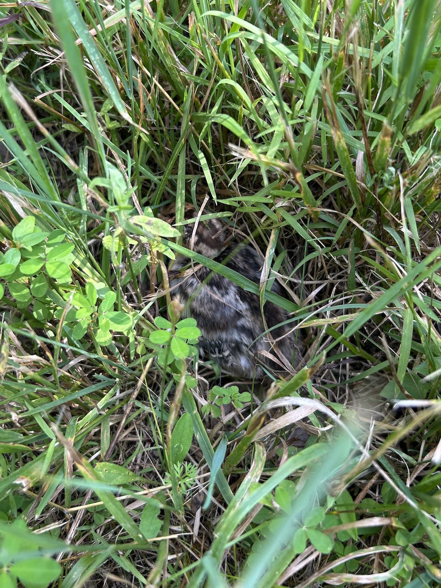 Індик великий - ML637986631