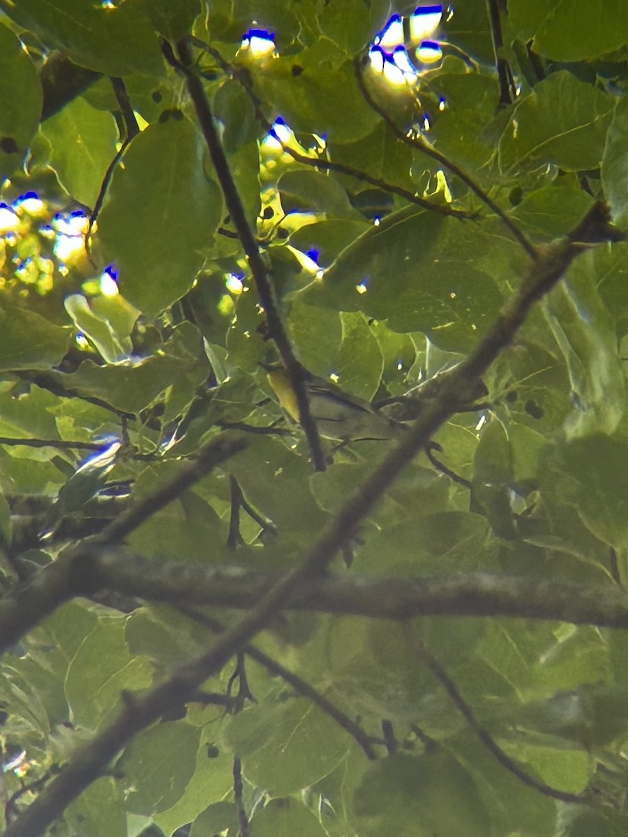 Віреон жовтогорлий - ML637986639