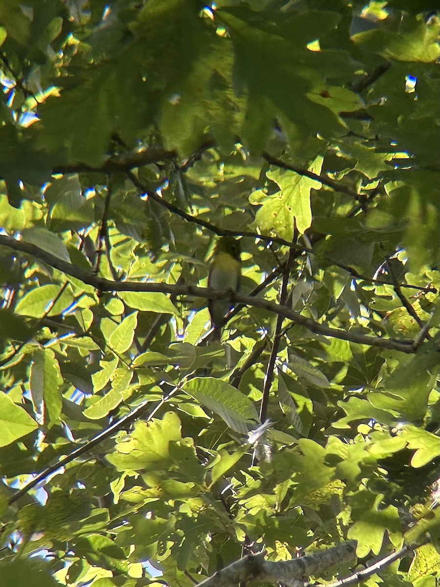 Віреон жовтогорлий - ML637986640