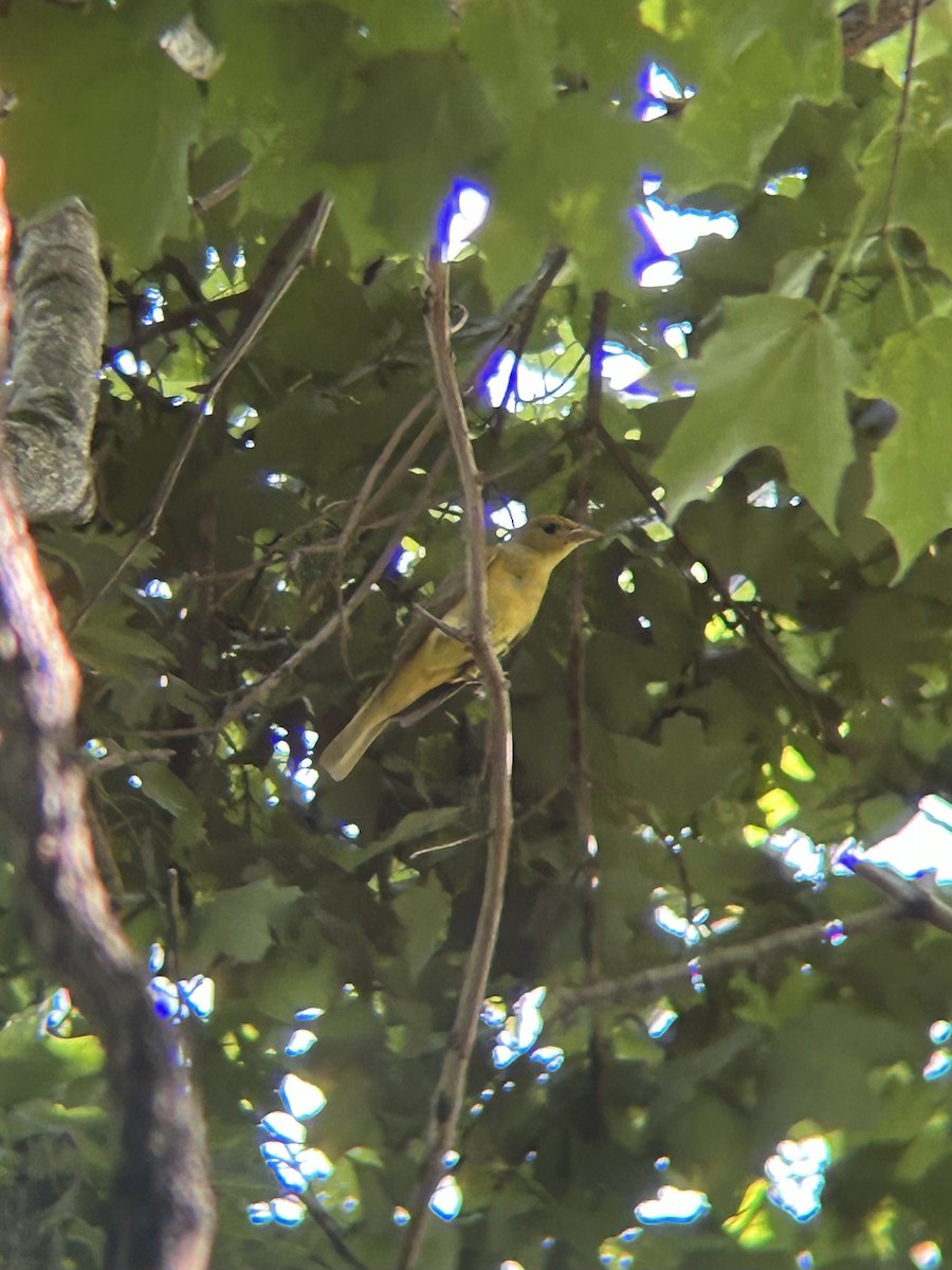 Піранга пломениста - ML637986644