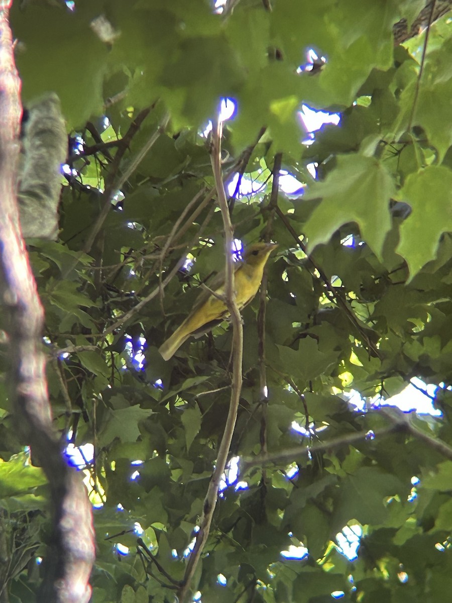 Піранга пломениста - ML637986645