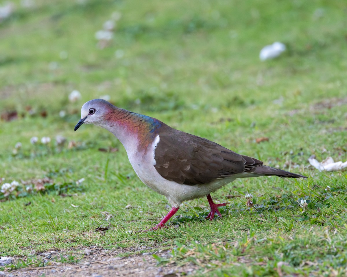 Caribbean Dove - ML637986660