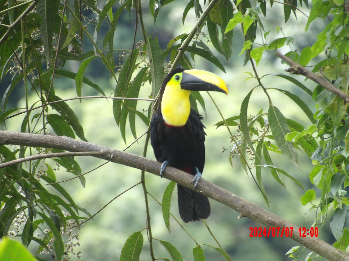 Choco Toucan - ML637986686