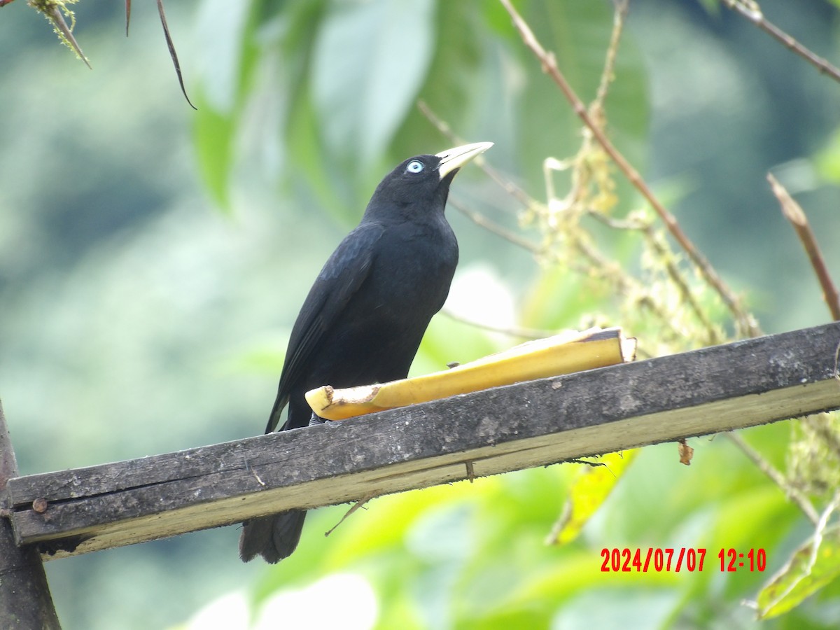 Scarlet-rumped Cacique - ML637986706