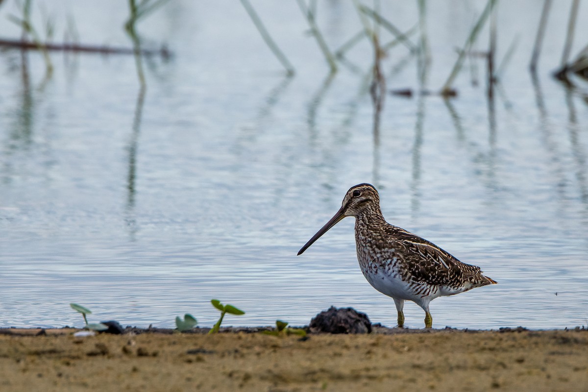 Pantanal Snipe - ML637986766