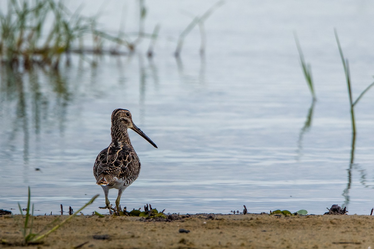 Pantanal Snipe - ML637986767