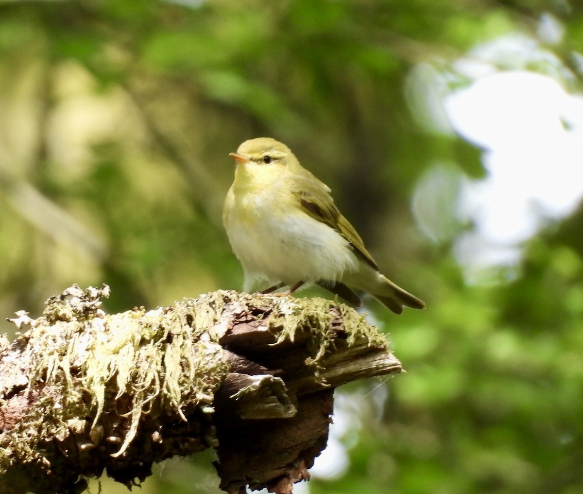 Waldlaubsänger - ML637986789