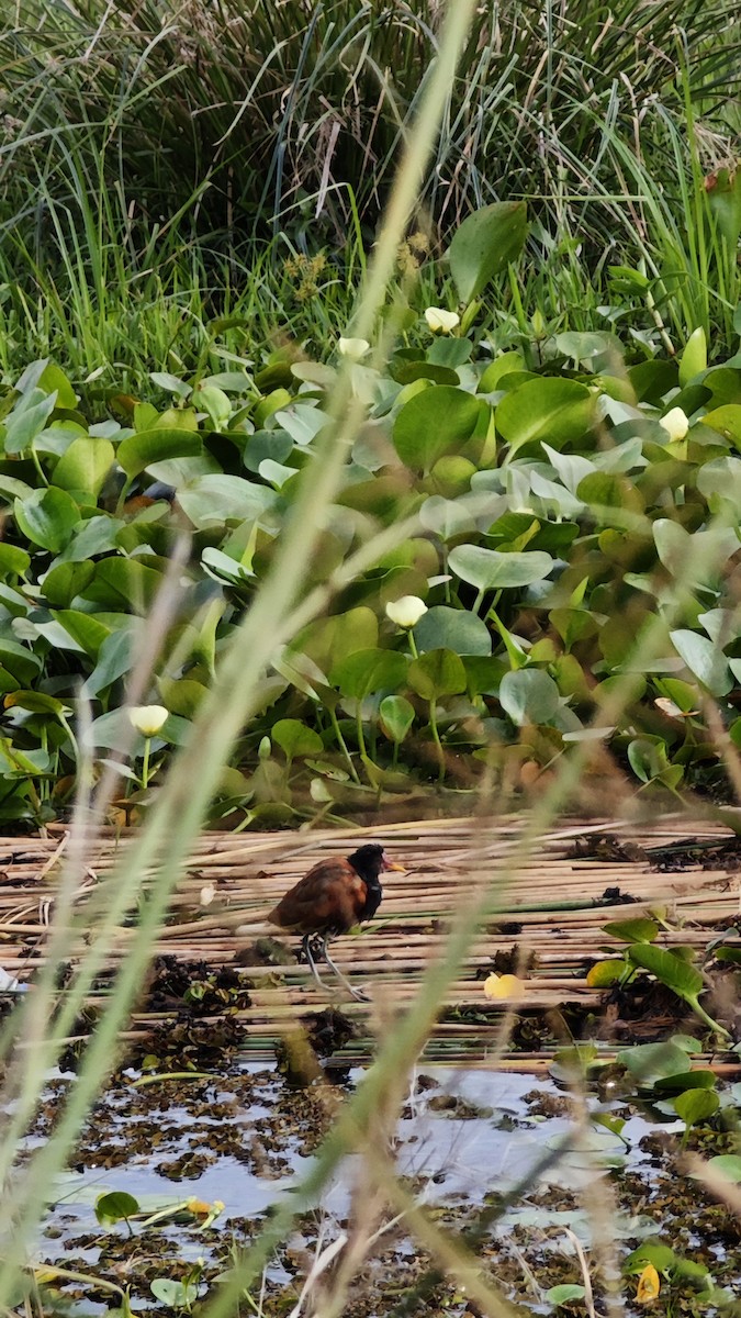 Wattled Jacana - ML637986851