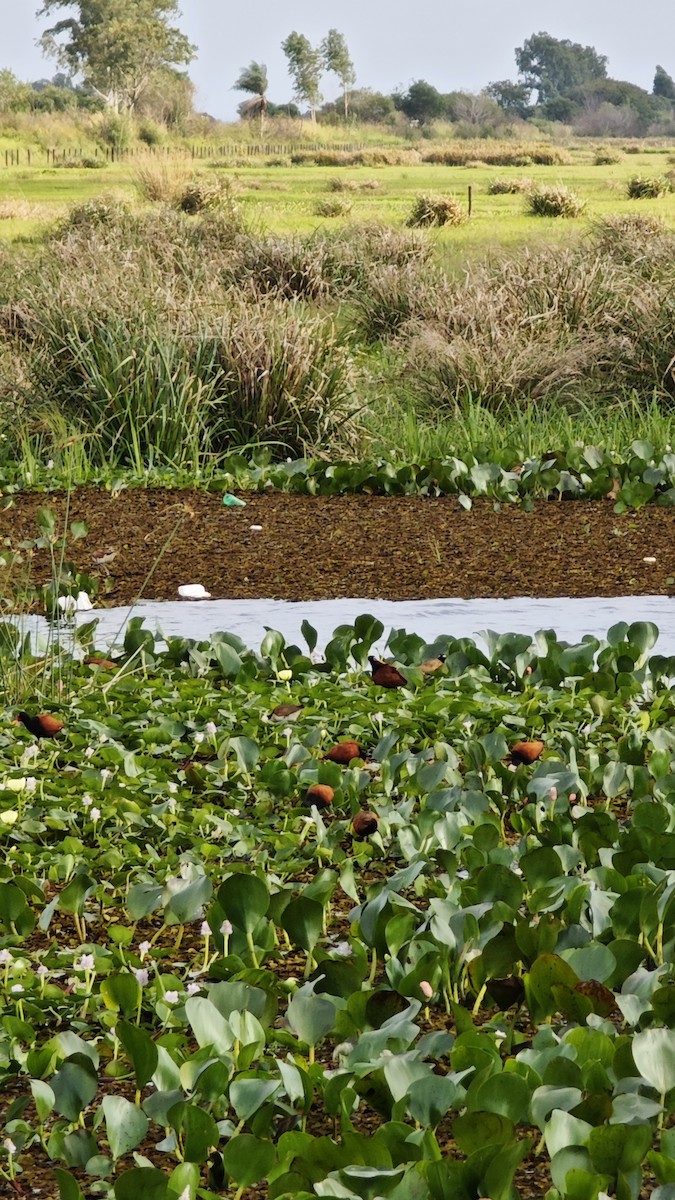 Wattled Jacana - ML637986852