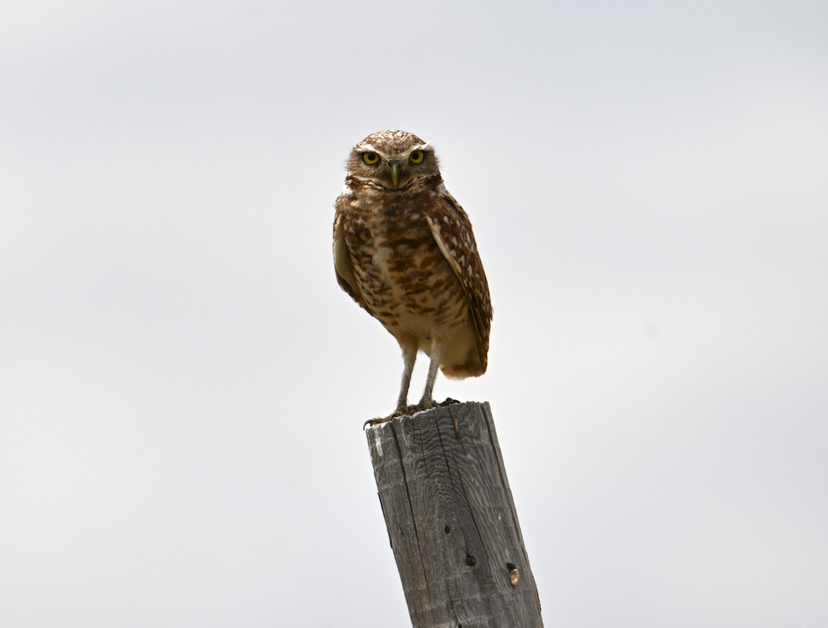 Burrowing Owl - ML637987016