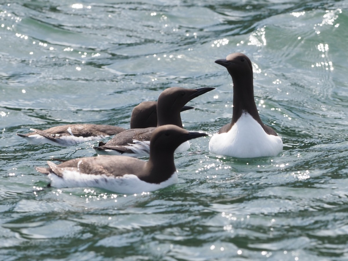 Common Murre - ML637987042