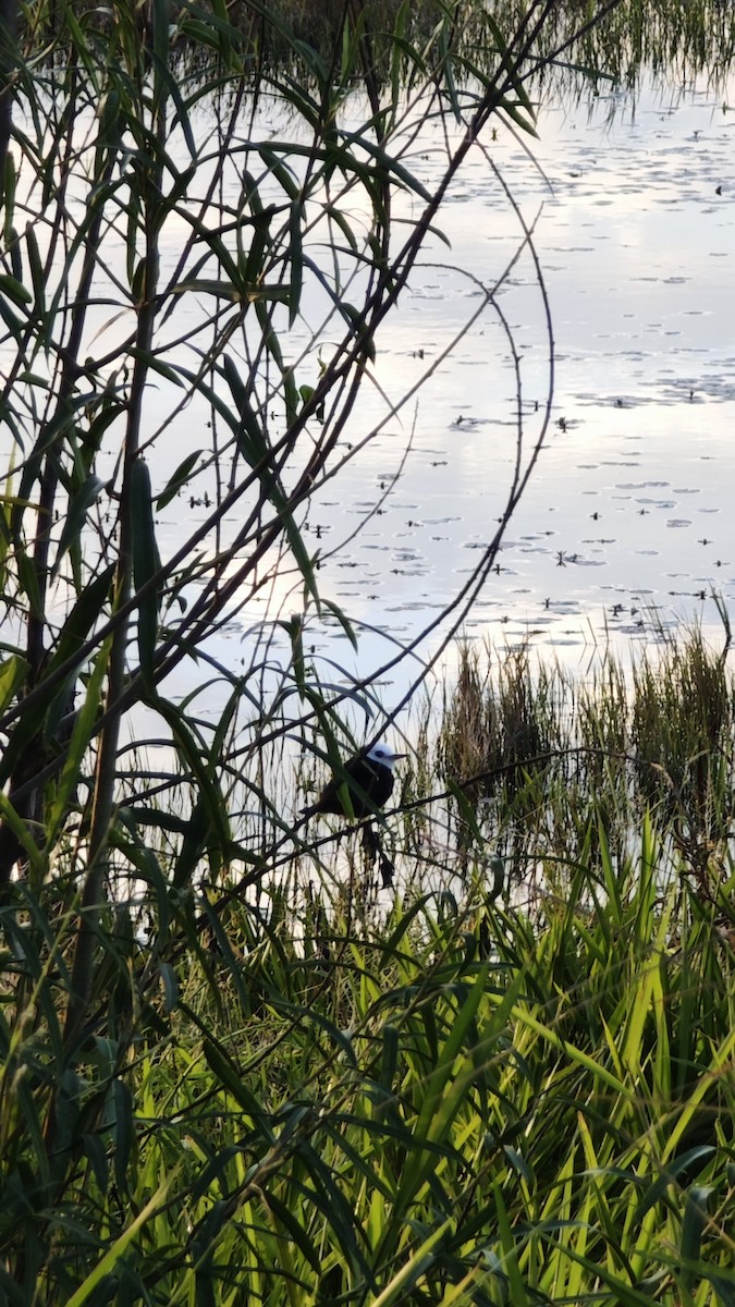 White-headed Marsh Tyrant - ML637987081