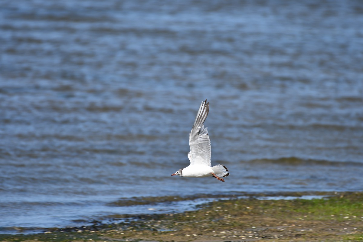 Black-headed Gull - ML637987086