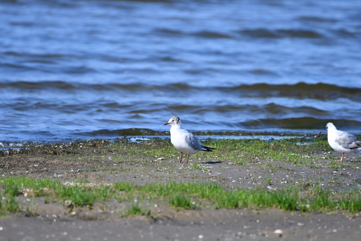 Black-headed Gull - ML637987087
