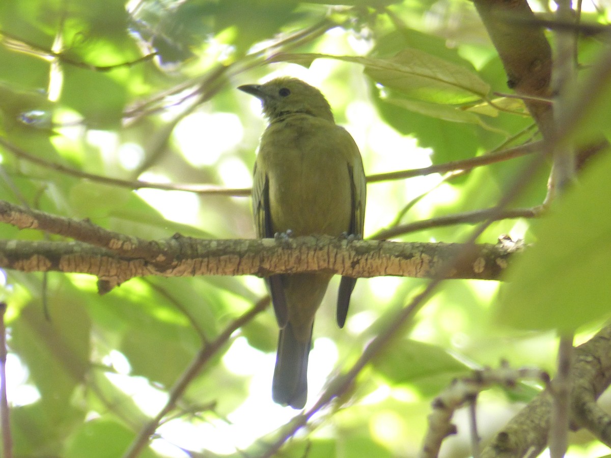 Palm Tanager - ML637987117
