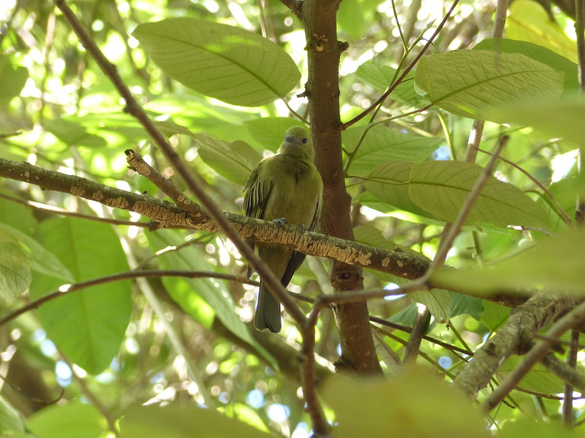 Palm Tanager - ML637987118