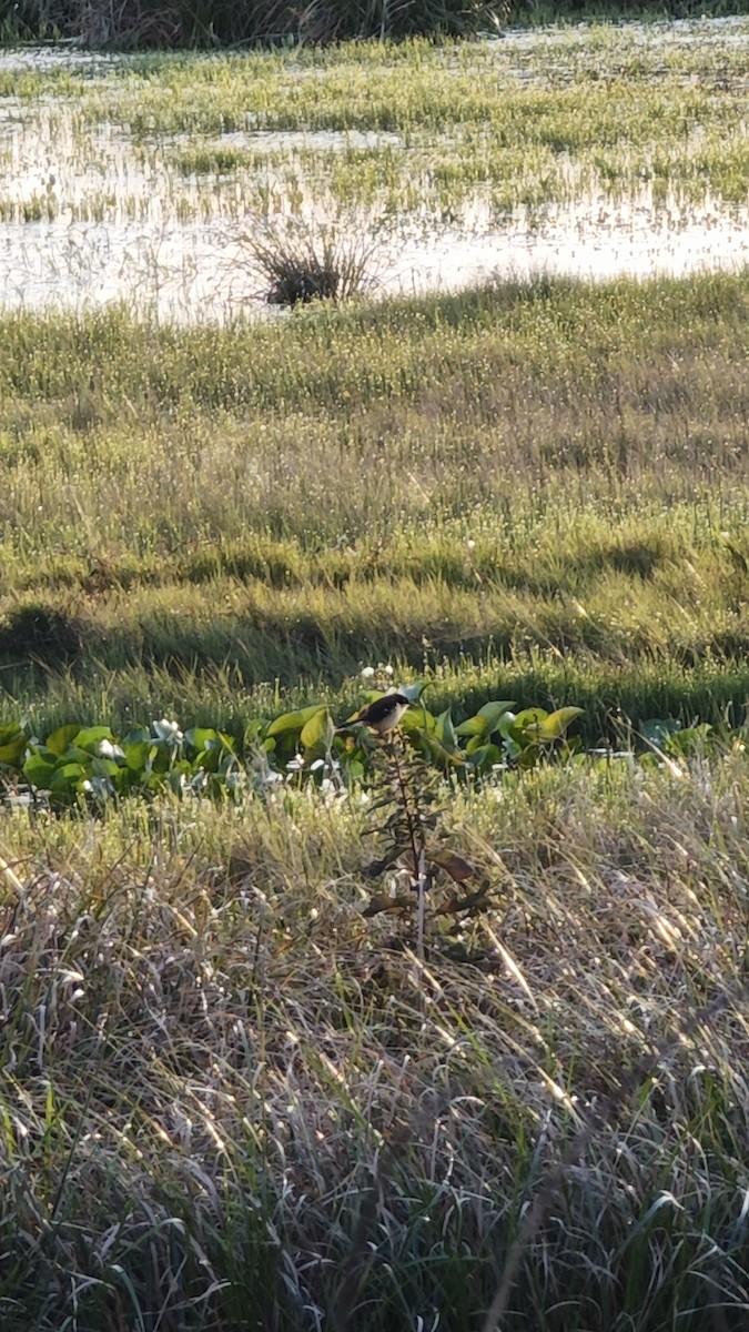 Black-capped Donacobius - ML637987120