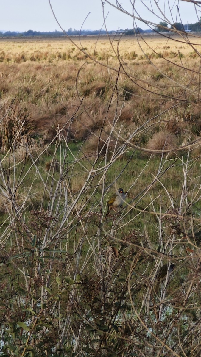 Great Pampa-Finch - ML637987140