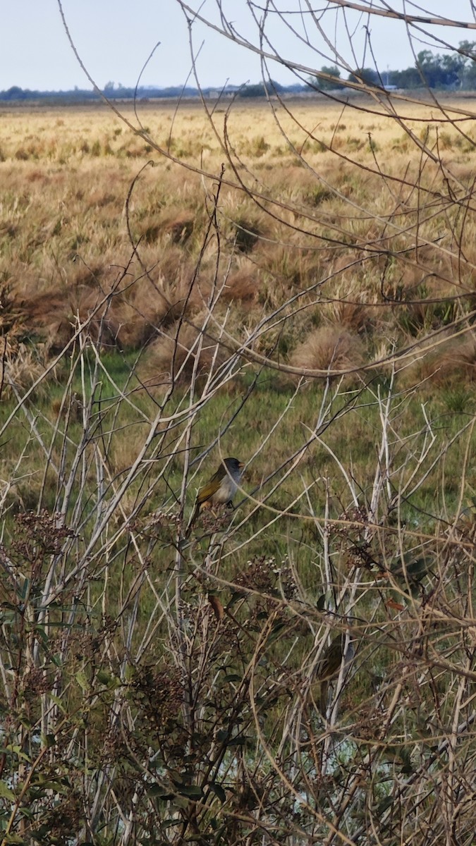Great Pampa-Finch - ML637987141