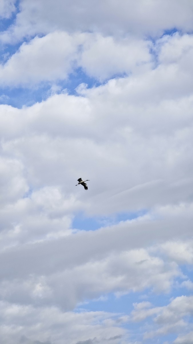 Maguari Stork - ML637987198