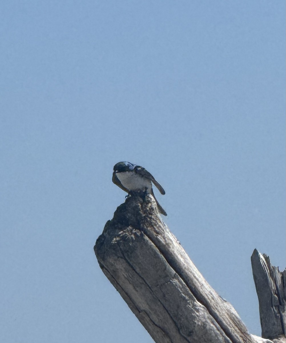 Tree Swallow - ML637987230