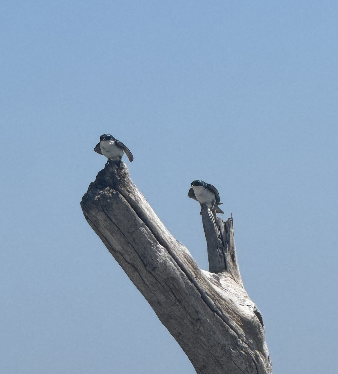 Tree Swallow - ML637987231