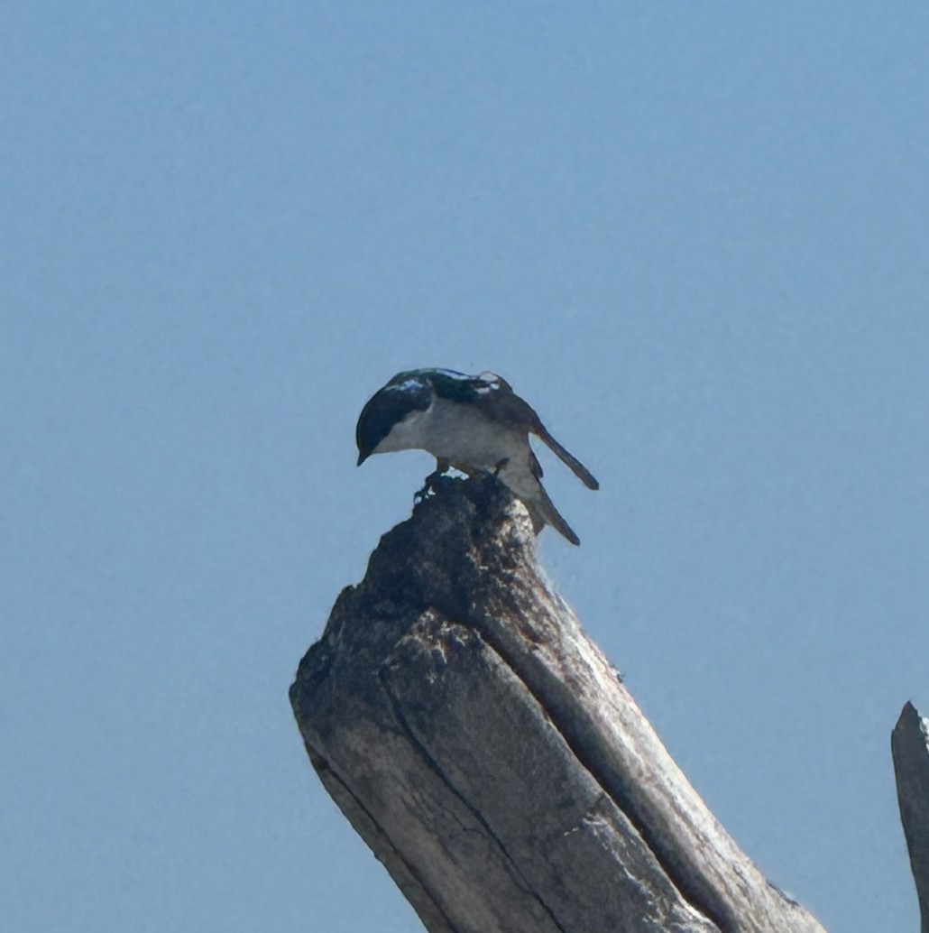 Tree Swallow - ML637987232
