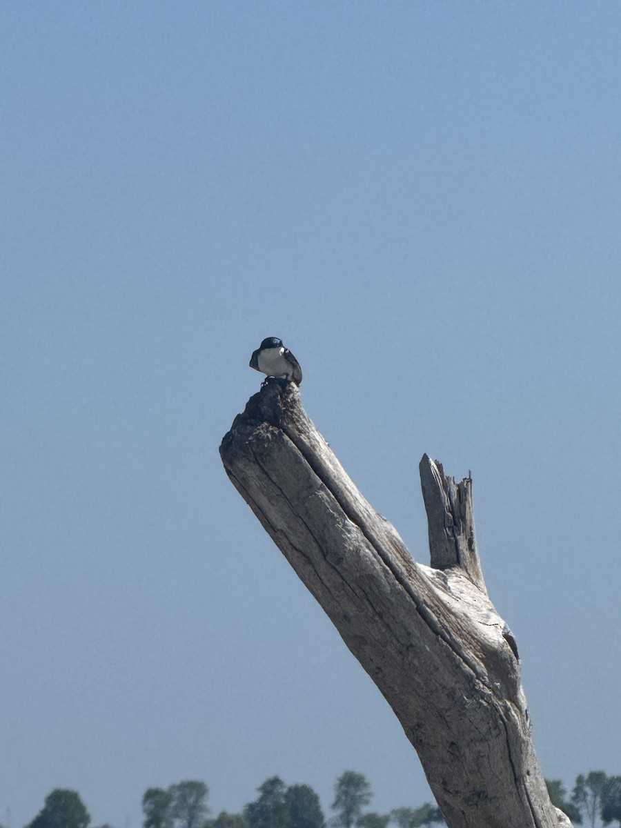 Tree Swallow - ML637987233