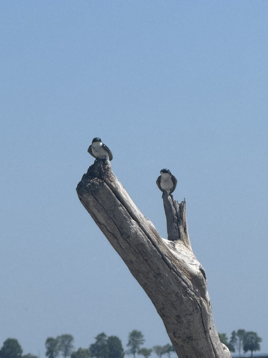 Tree Swallow - ML637987234